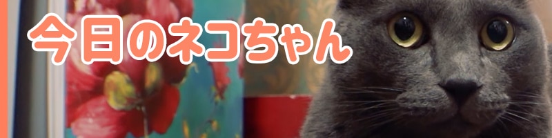今日のネコちゃん