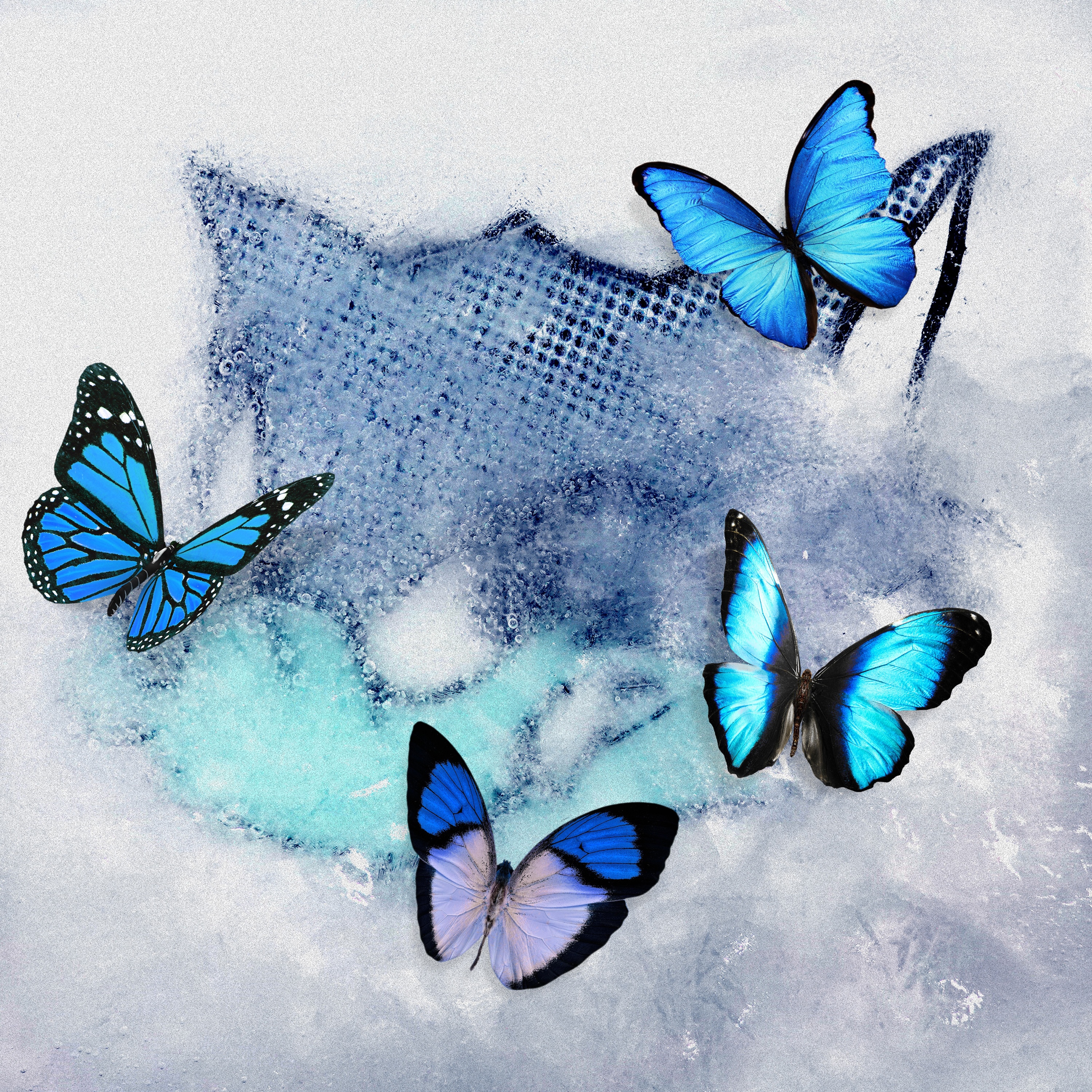 「Frozen Butterfly」